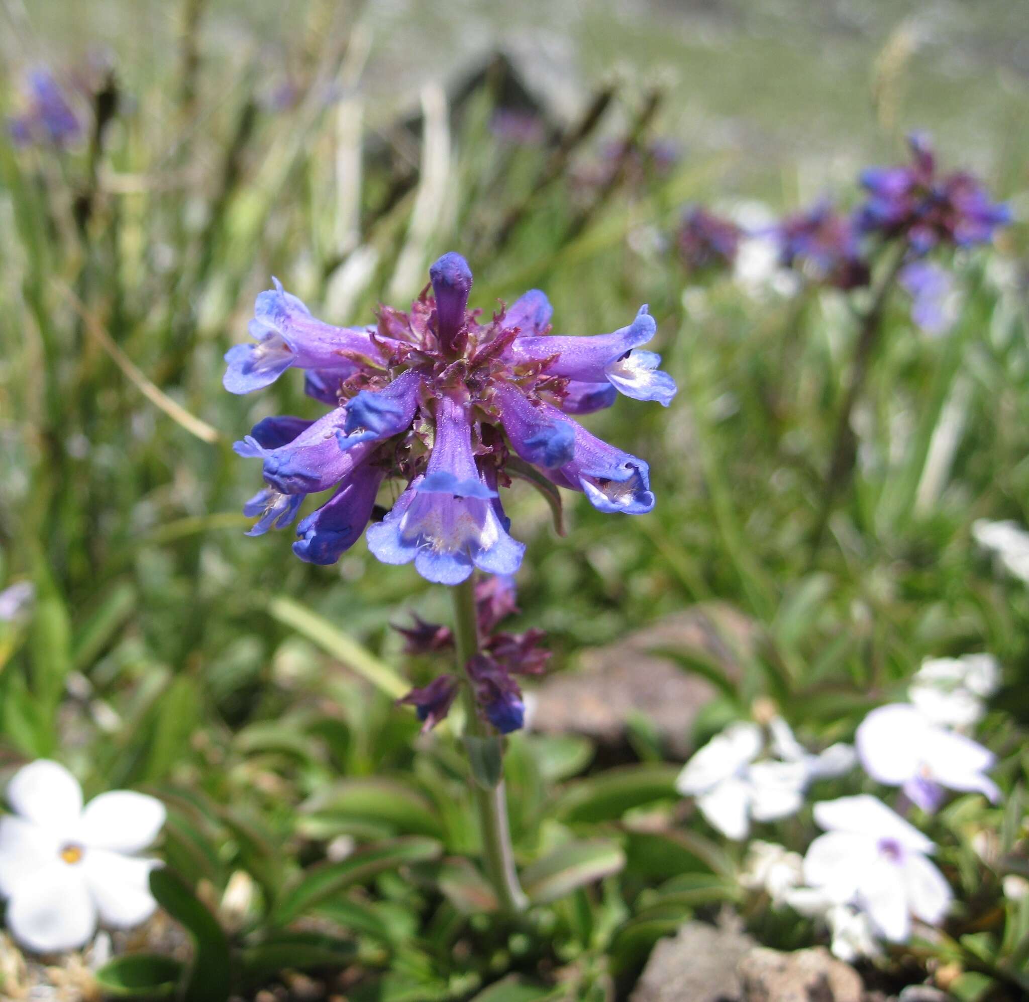 Sivun Penstemon procerus Dougl. ex Graham kuva