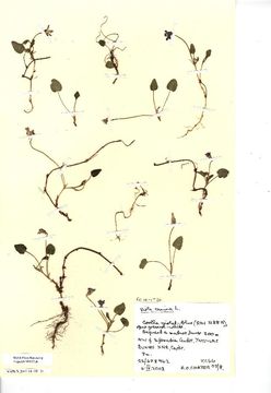 Image of dog violet