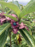 Imagem de Clerodendrum fortunatum L.