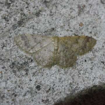 Image of Idaea elaphrodes Turner 1908