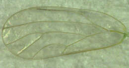 Image of Jumping plant lice