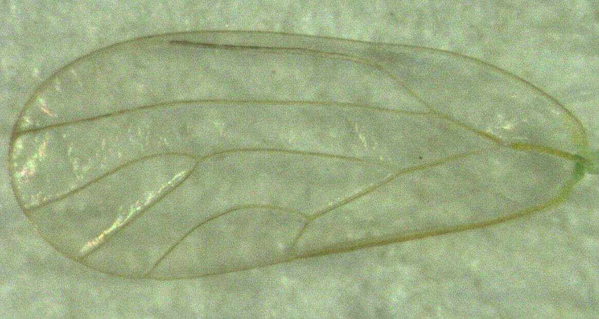 Image of Jumping plant lice