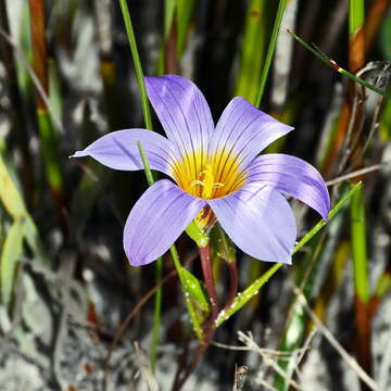 Image of Romulea schlechteri Bég.