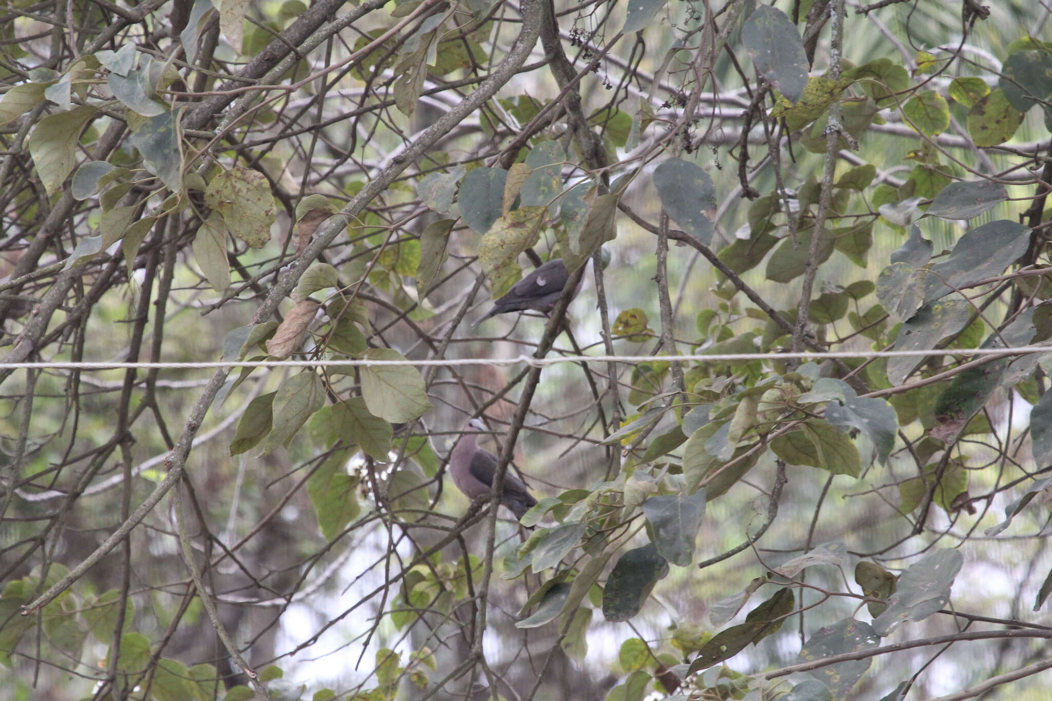 Image of Red-eyed Dove