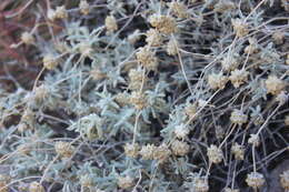 Image of Utah butterflybush