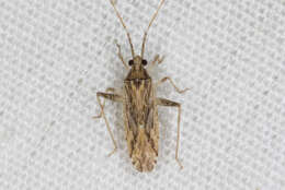 Image of Phytocoris rostratus Knight 1968