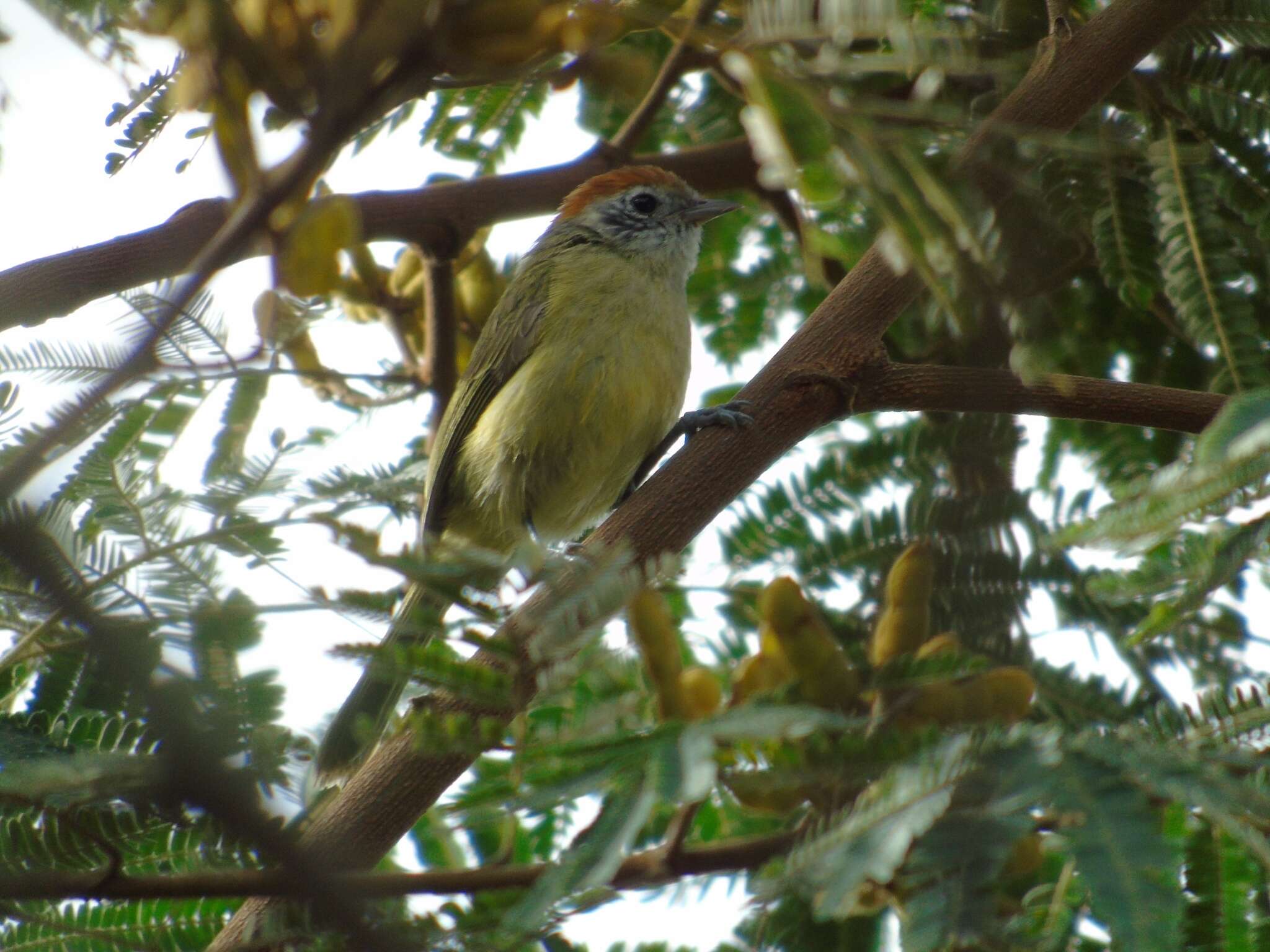 Image of Rufous-crowned Greenlet