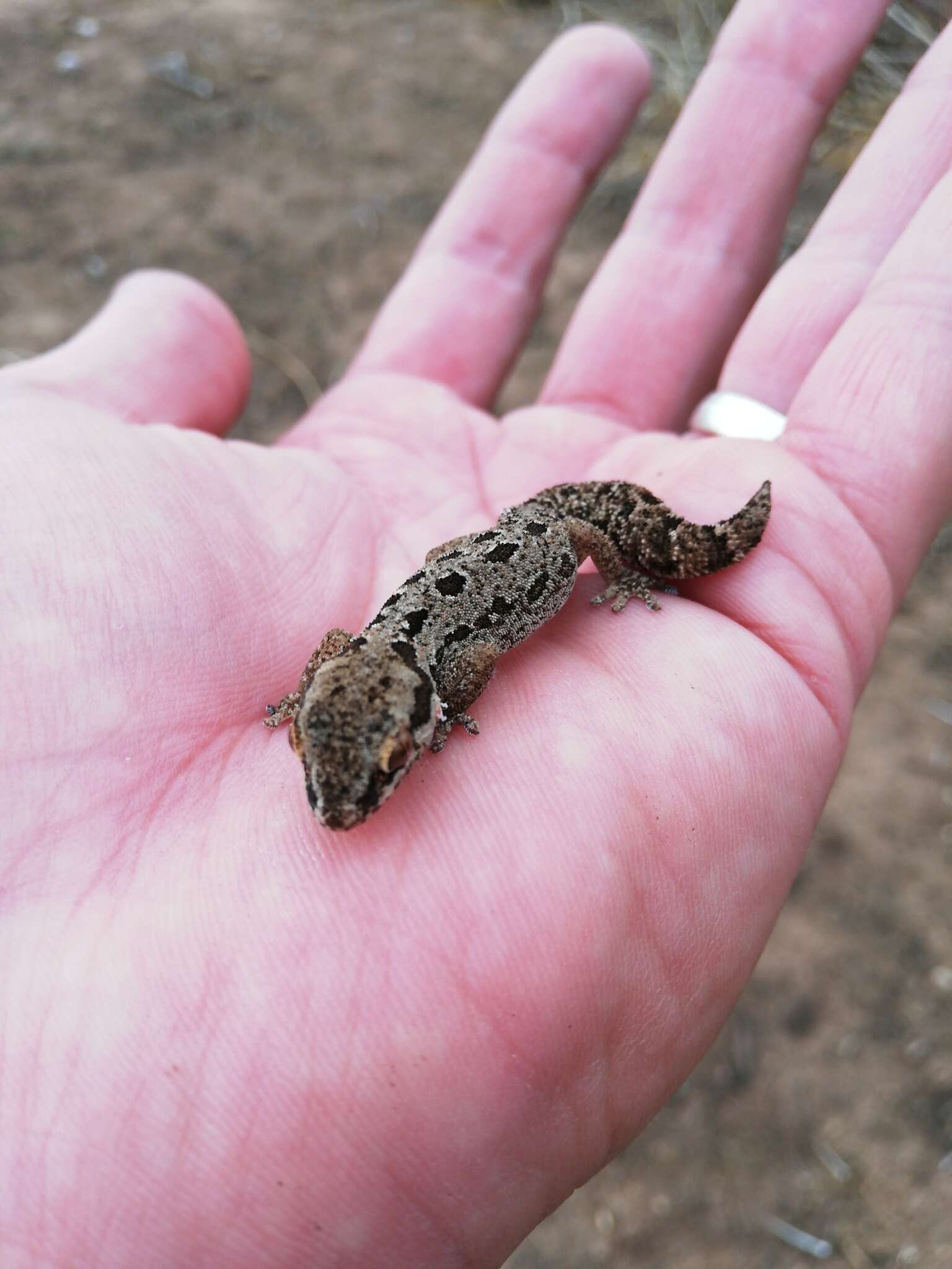 Image of Spotted Gecko