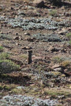 Image of Sloggett's Vlei Rat