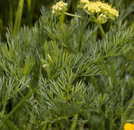 Lomatium caruifolium var. denticulatum (Jepson) Jeps.的圖片