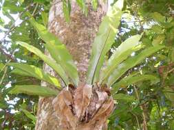 Image of Australian bird's-nest fern