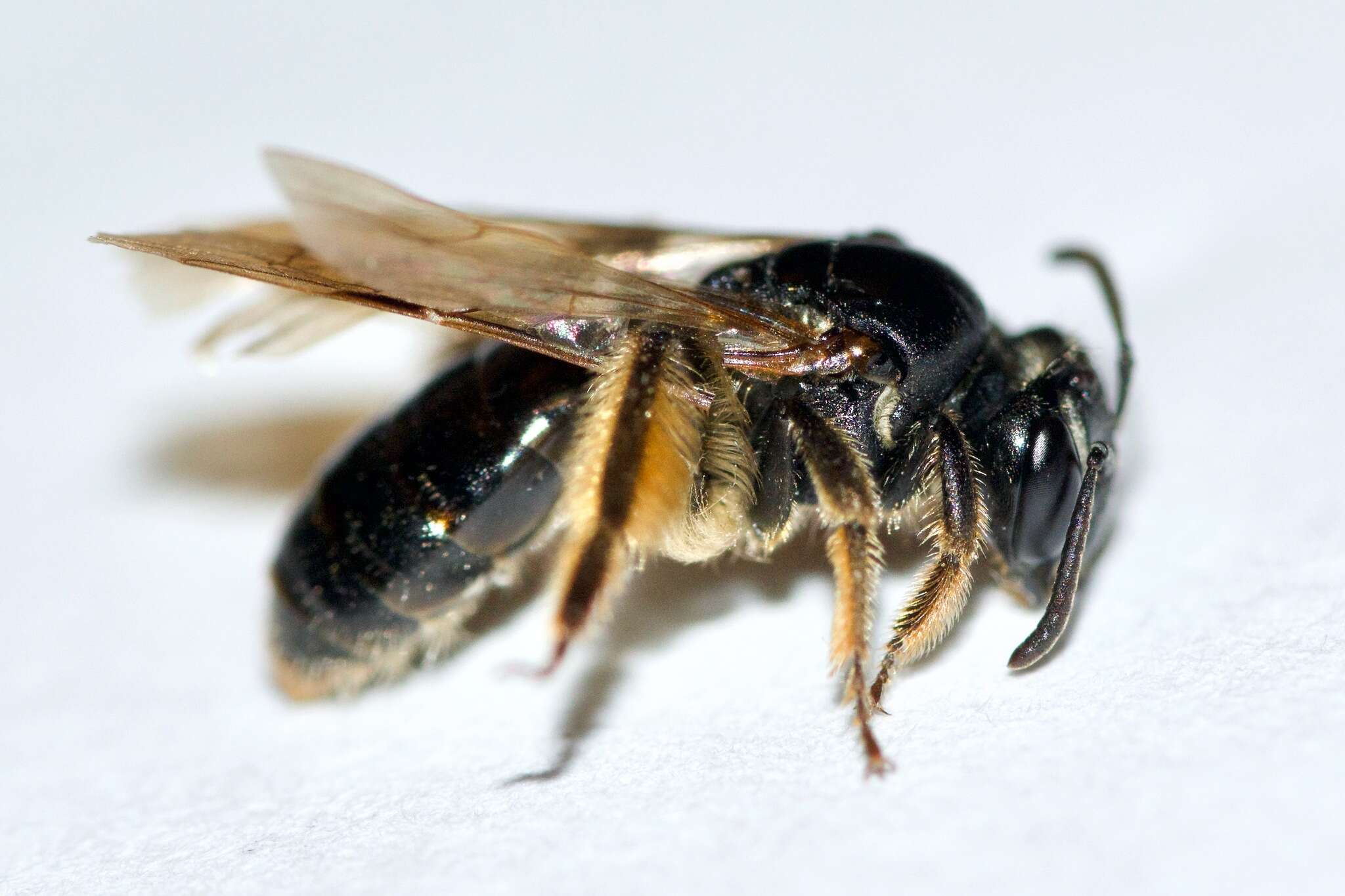 Image of Andrena integra Smith 1853