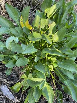 Image of Lawrencia spicata Hook.