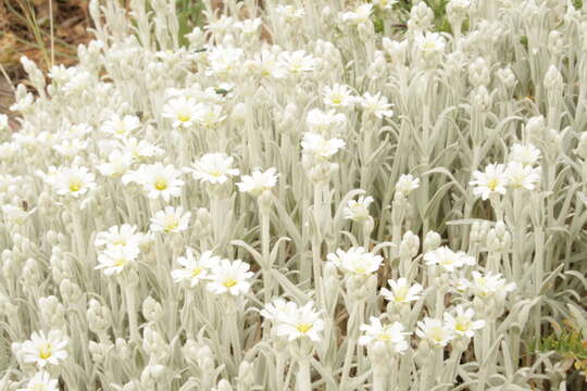 Image of Cerastium candidissimum Corr.