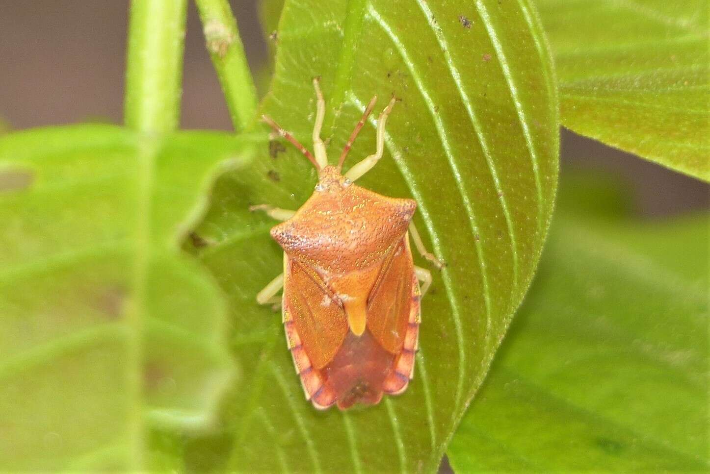 Image of Pygoplatys (Pygoplatys) auropunctatus Blöte 1945