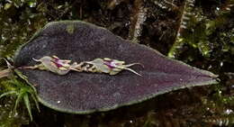 Image of Lepanthes tomentosa Luer