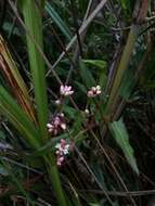 Sivun Persicaria praetermissa (Hook. fil.) Hara kuva