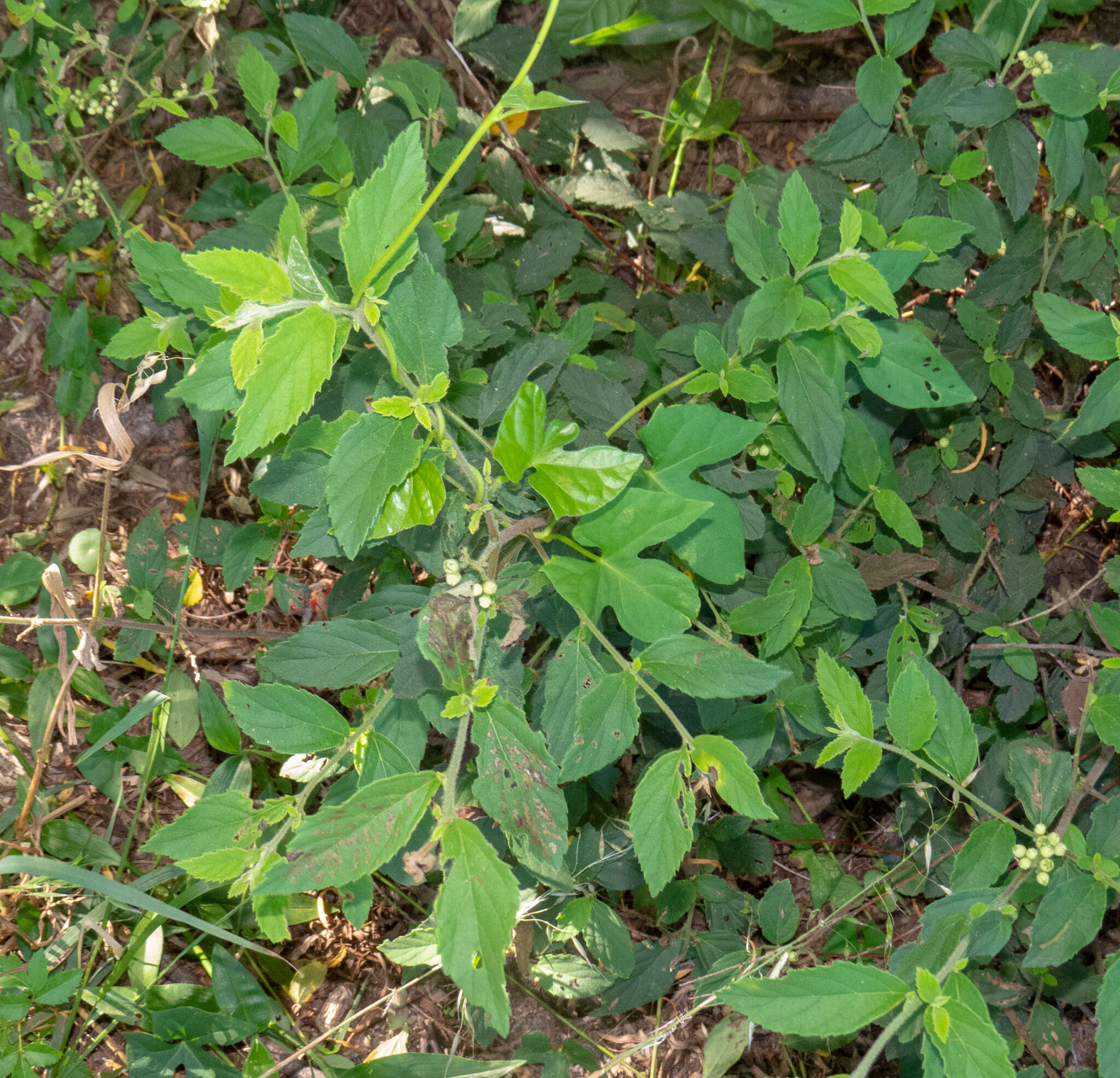 Image of black-sage