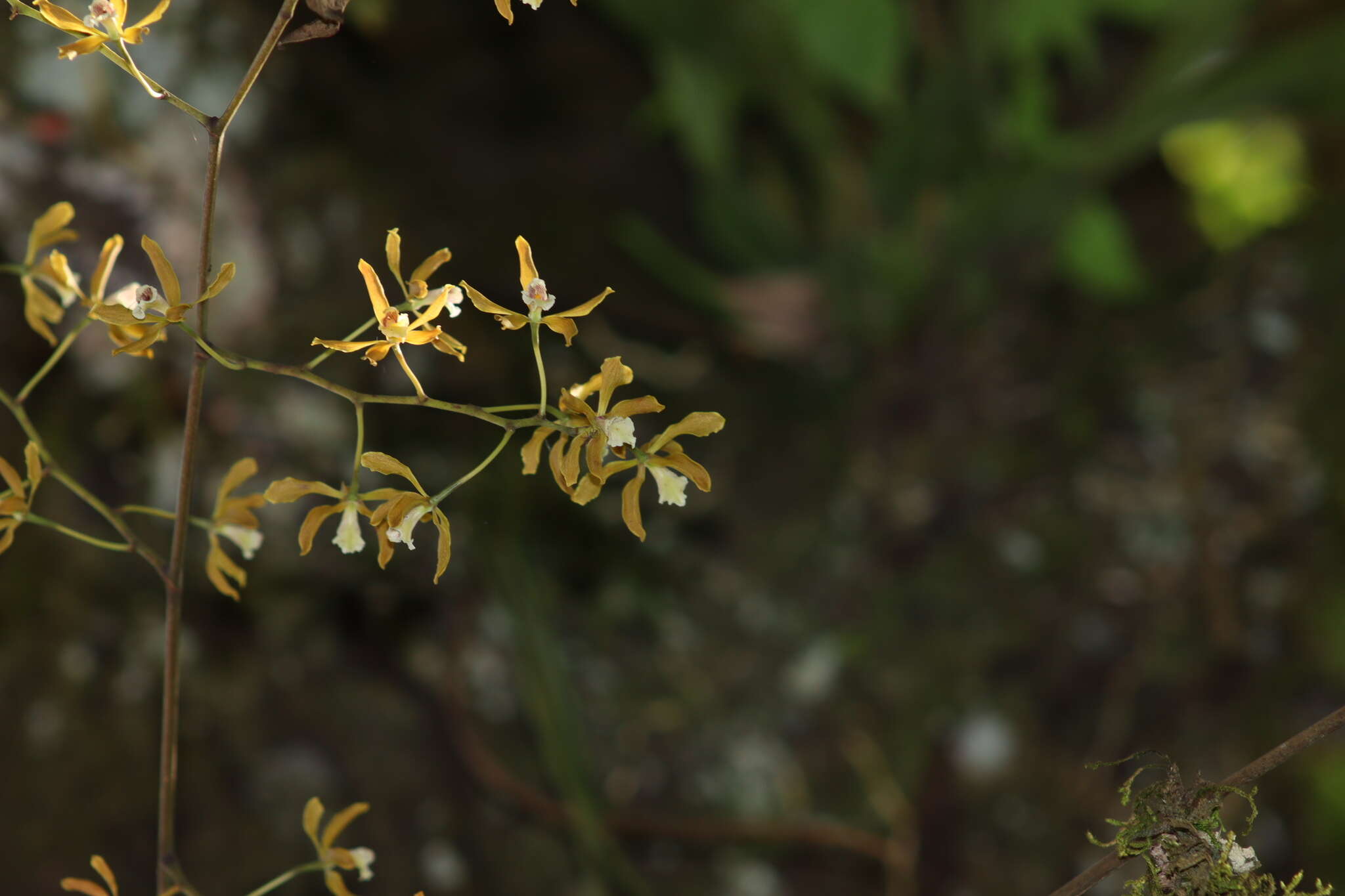 Image de Encyclia candollei (Lindl.) Schltr.