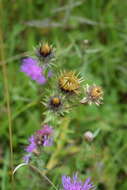 Image of Carlina biebersteinii Bernh. ex Hornem.