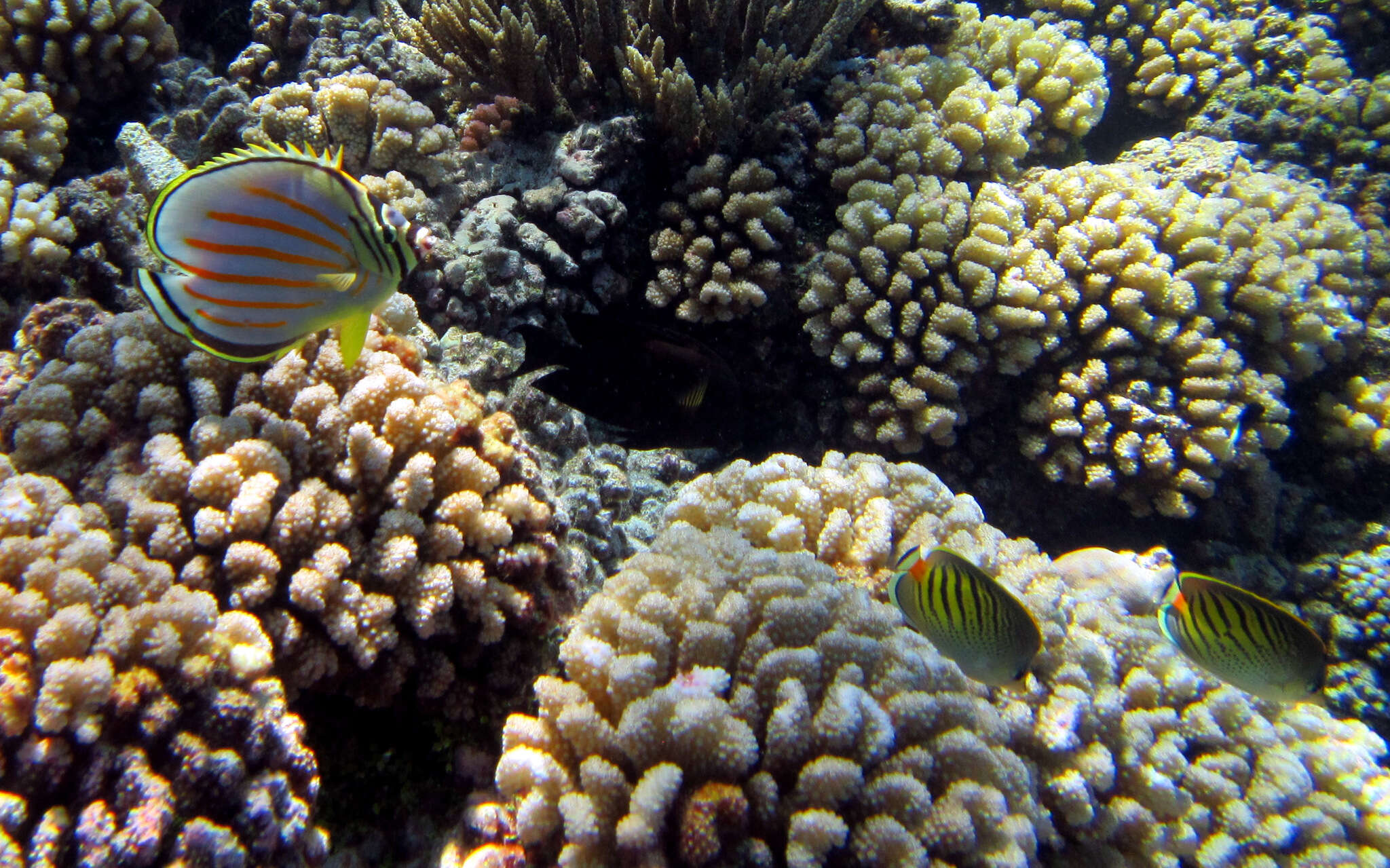 Image of Dot and dash Butterflyfish