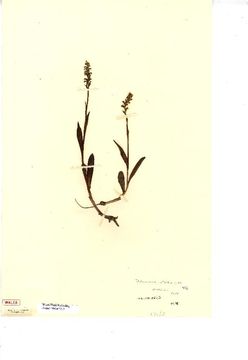 Image of Small White Orchid