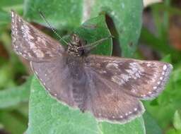 Image of dingy skipper