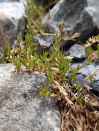 Imagem de Stellaria gracilenta Hook. fil.