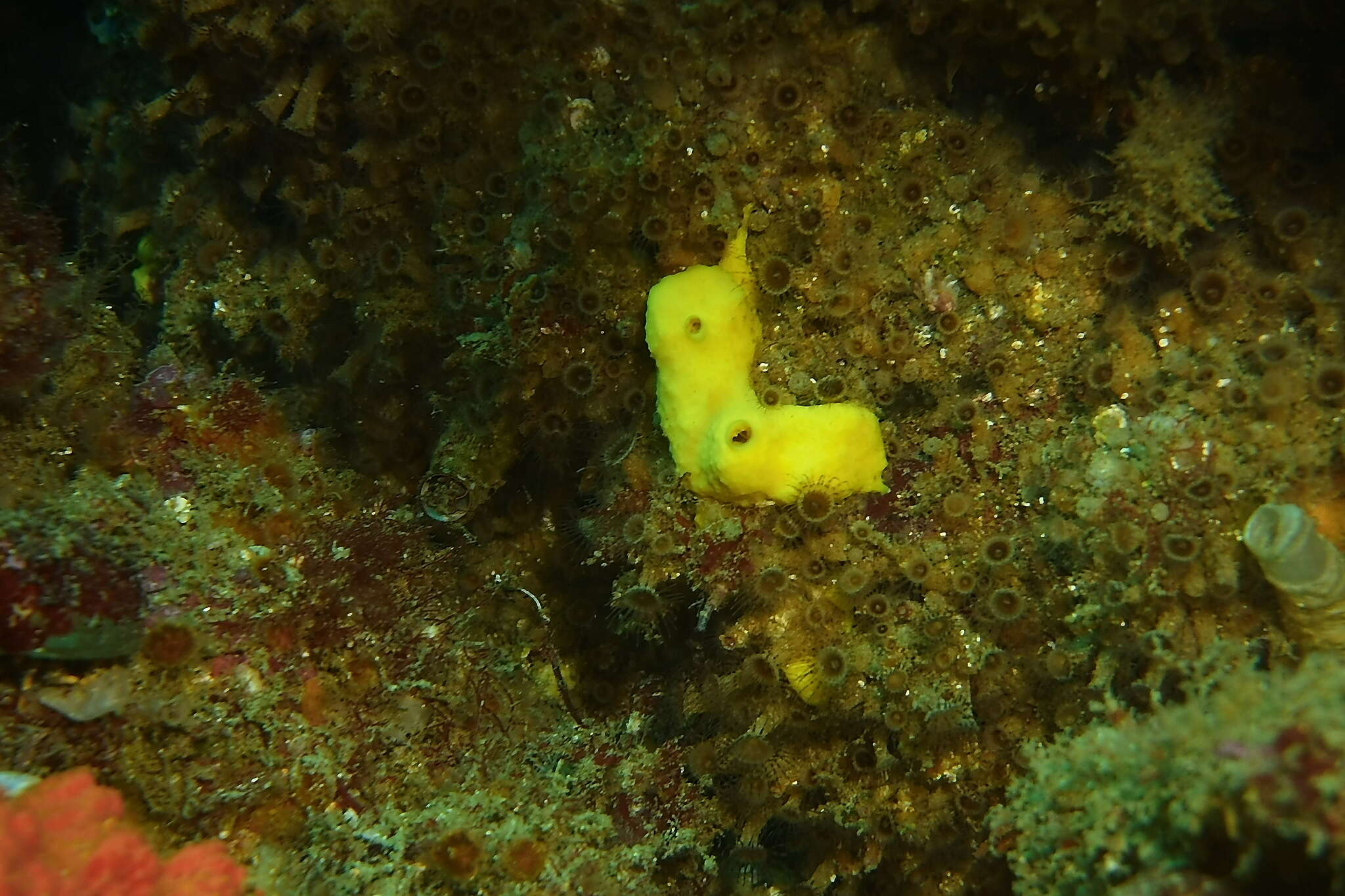 Imagem de Aiolochroia thiona (Laubenfels 1930)