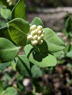 Image of western white honeysuckle