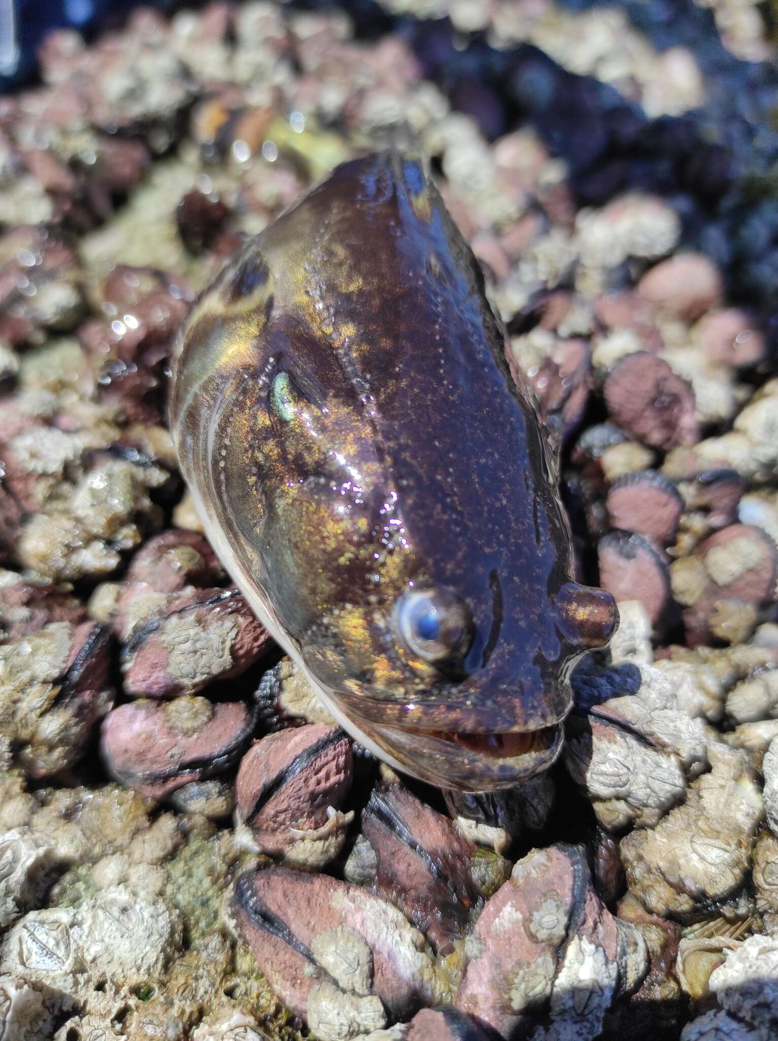 Image of Monkfish