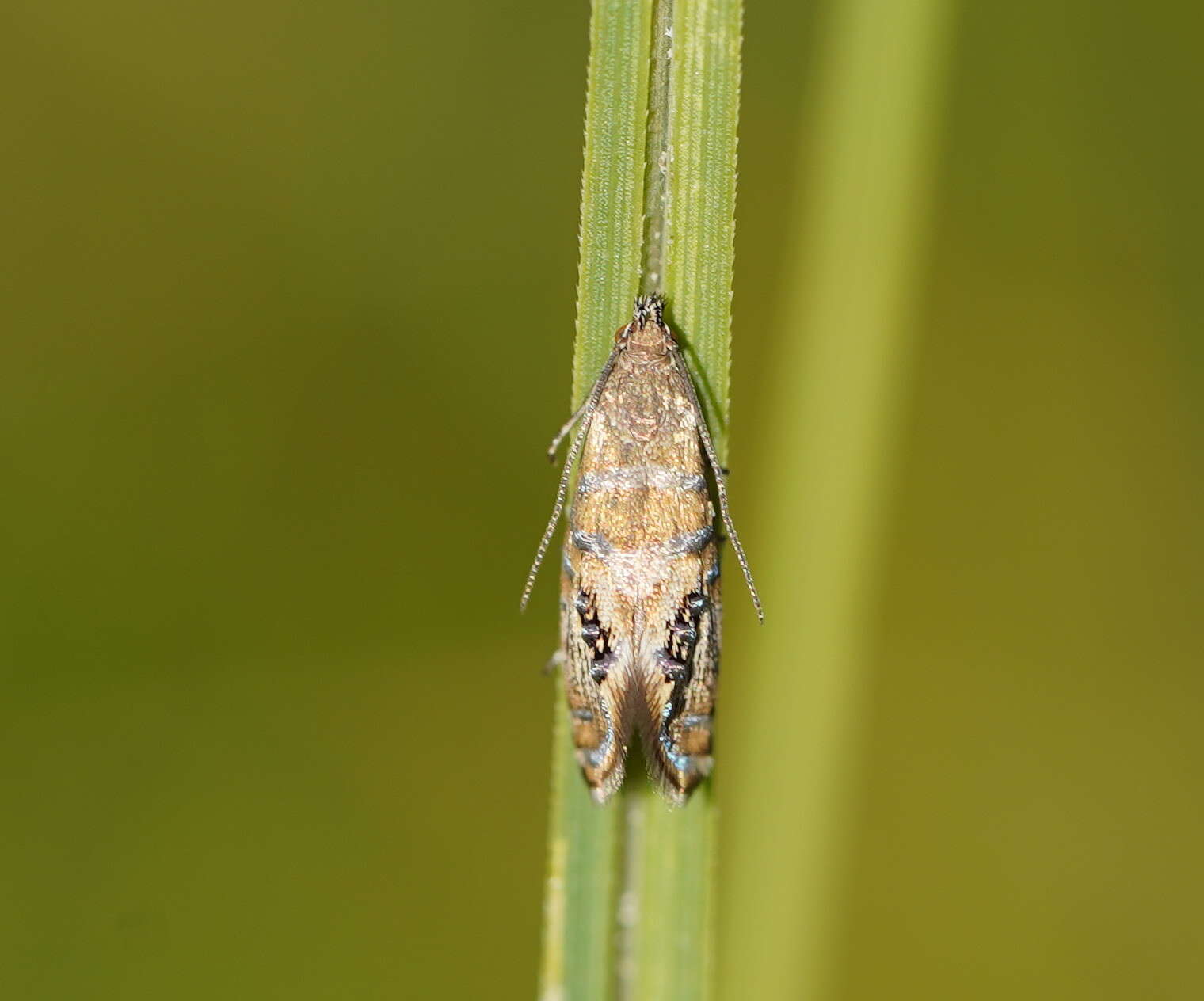 Image of Glyphipterix polychroa Lower 1897