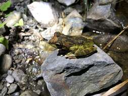 Image of Buergeria robusta (Boulenger 1909)