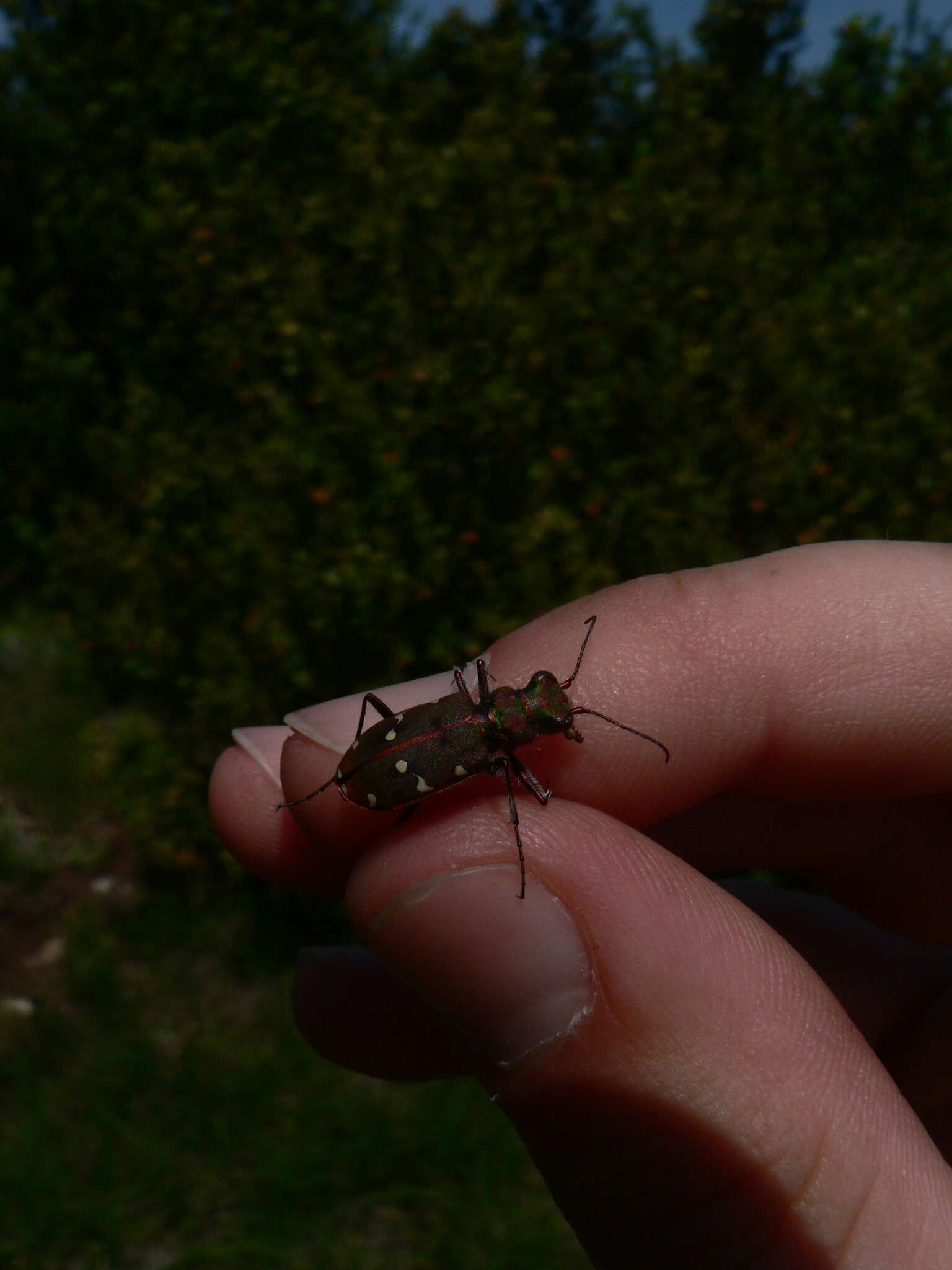 Image of Cicindela (Cicindela) maroccana pseudomaroccana Roeschke 1891