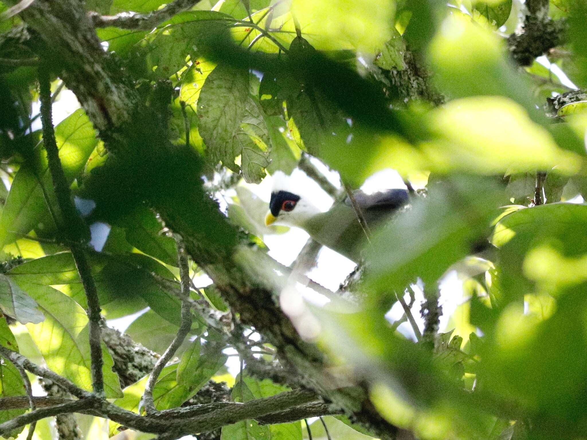 Image of White-crested Turaco