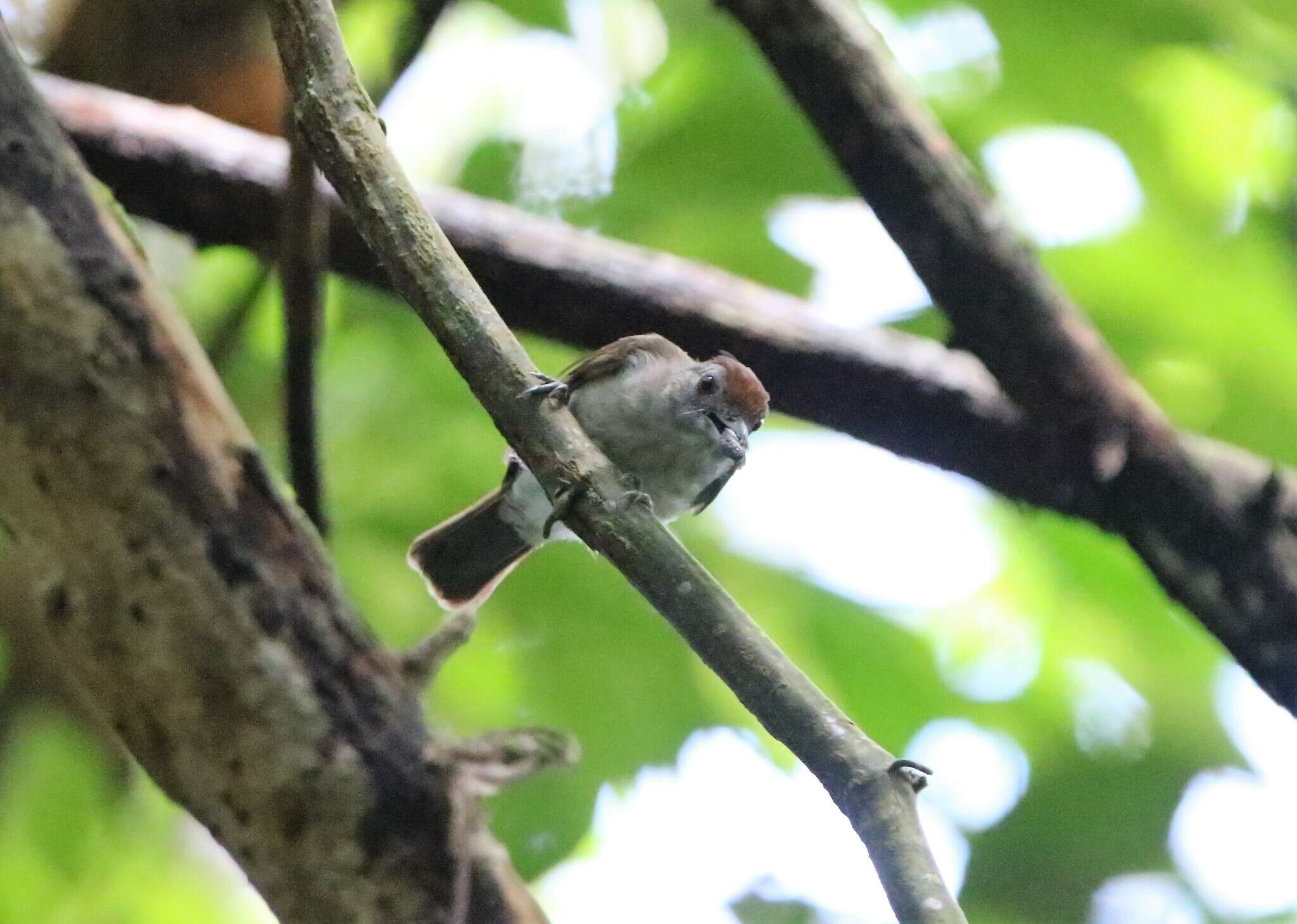 Image of Rufous-crowned Babbler