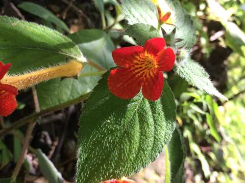 Image of Achimenes antirrhina (DC.) C. V. Morton