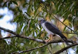 Image of Rufous-thighed Kite