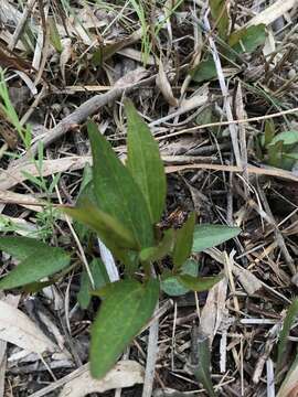 Image of Clematis gentianoides DC.