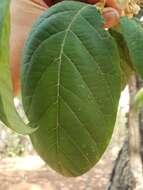 Image of Styrax argenteus Presl