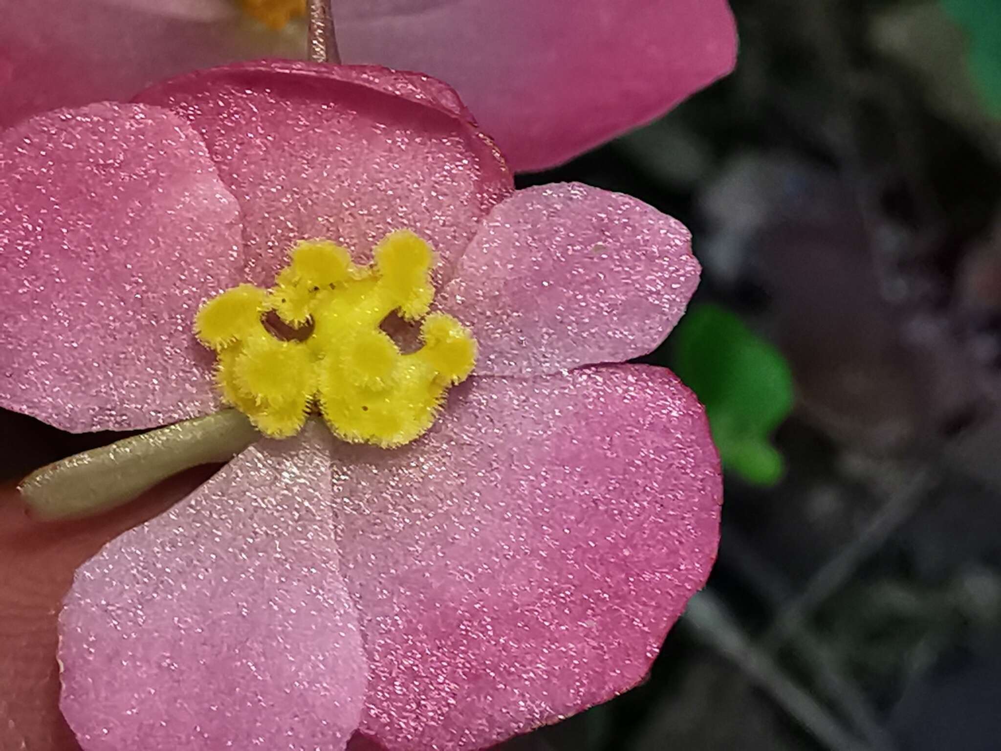 Image of Begonia uniflora S. Watson