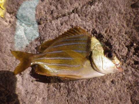 Image of Panama porkfish