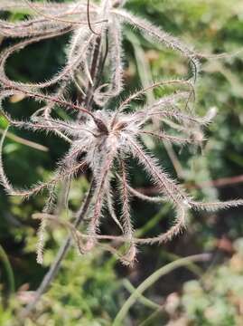 Image of Pulsatilla alpina subsp. font-queri Lainz & P. Monts.