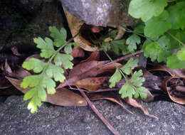 Image of Egyptian spleenwort