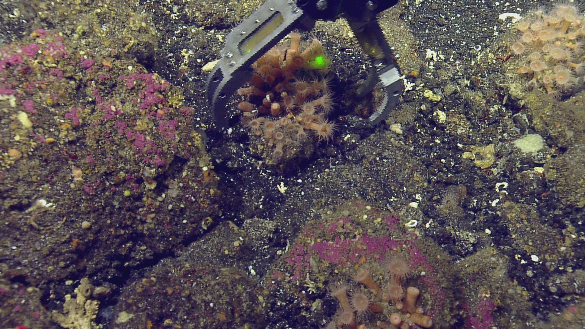 Image of orange encrusting anemone