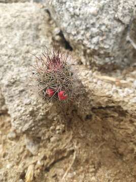 Image of Mammillaria albicans subsp. fraileana (Britton & Rose) D. R. Hunt