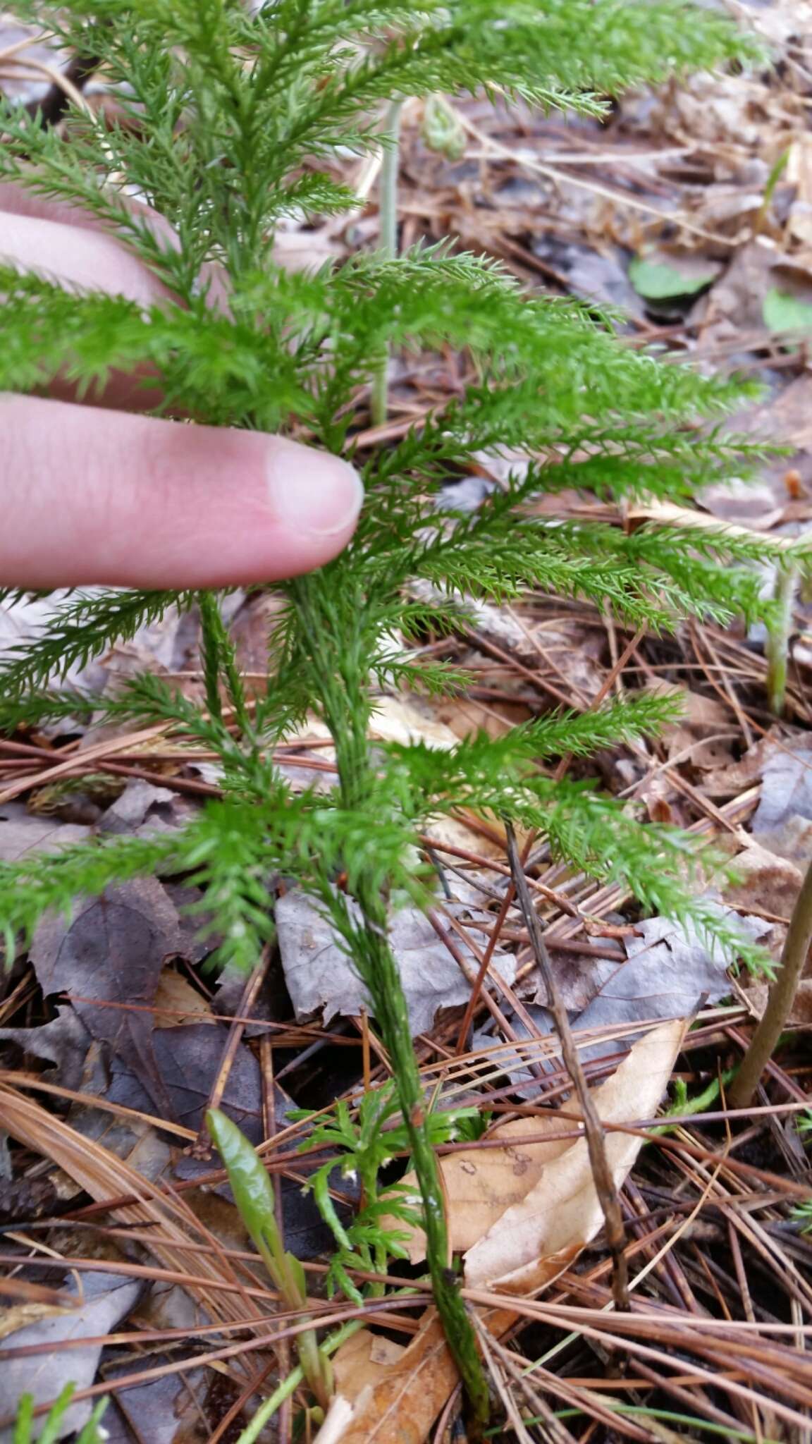 Imagem de Dendrolycopodium hickeyi (W. H. Wagner, Beitel & R. C. Moran) A. Haines