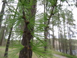 Larix occidentalis Nutt. resmi