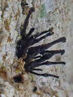 Image of Exophiala calicioides (Fr.) G. Okada & Seifert 2000