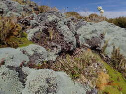 Image of Vegetable sheep